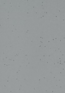 Vzor - 50251 pidgeon, kolekce Sphera Energetic